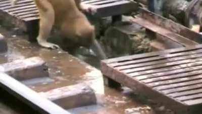 This monkey saves another monkey who is dying from electrocution