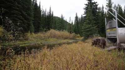 YOU PICKED THE WRONG BEAR FOOL