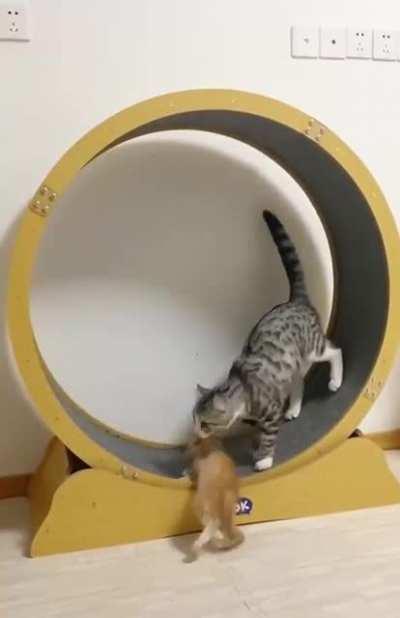 Fitness trainer and its student