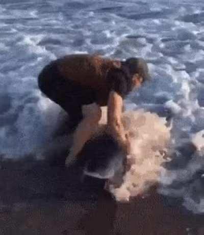 Heroic man saves a dolphin from drowning