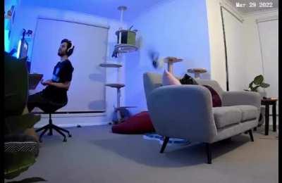 My cat falling off a shelf