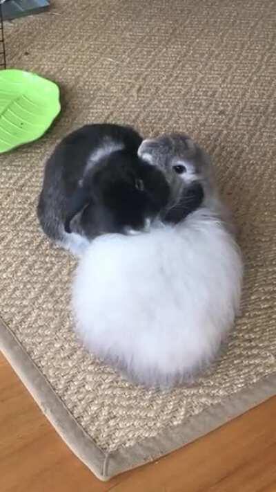 My rabbits are in love with each other!