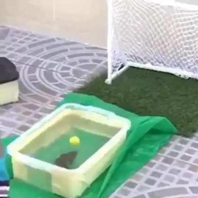 Fishdinho has more goals and shots on target then your idol Penaldo this season. Fish d’Or?