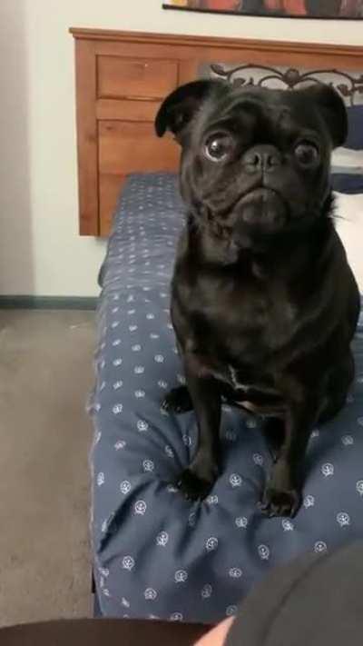 This is what my pug does when I’m gaming or just on my pc. Lmao.