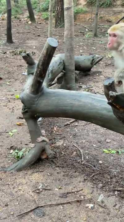 The moment he realizes he's no longer protected by momma and freaks out 