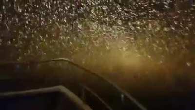 Snow on the open ocean