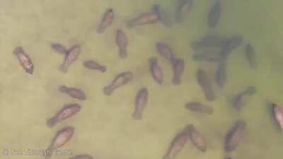 🔥 A Large aggregation of Manatees in St Pete, Florida Yesterday