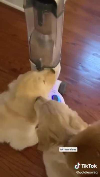 Doggos love the vacuum
