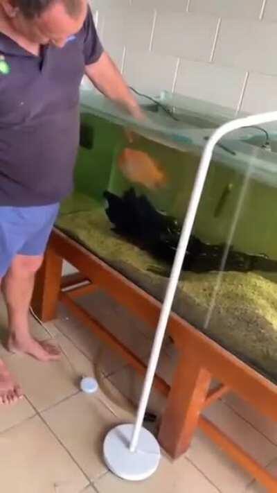 Fish likes to play with human