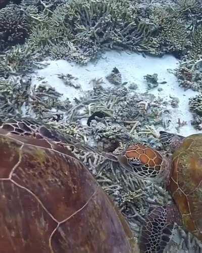 🔥 Sea turtle munches another turtle’s flipper and gets a slap 🔥
