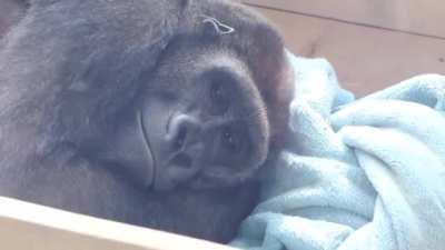 Gentaro the gorilla bundling up his blanket to make a headrest