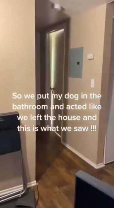 This dog is really scary