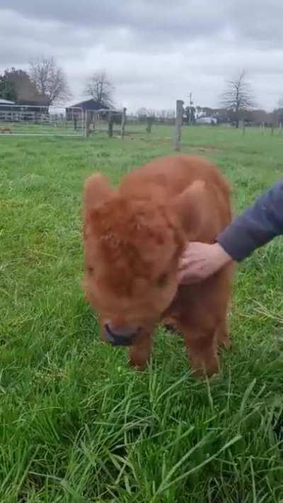 Baby highland cow behaves exactly like a puppy