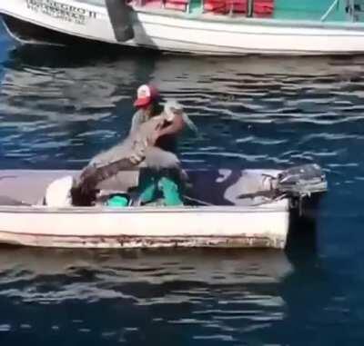 Pelican stealth attack from behind