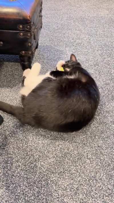 Ahh yes the catnip pillow