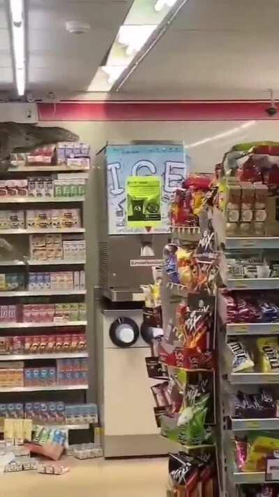 A badass Monitor Lizard enters a super market looking for food in Nakhon Pathom, Thailand