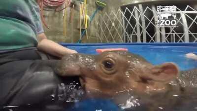 Baby Water Murder Cow