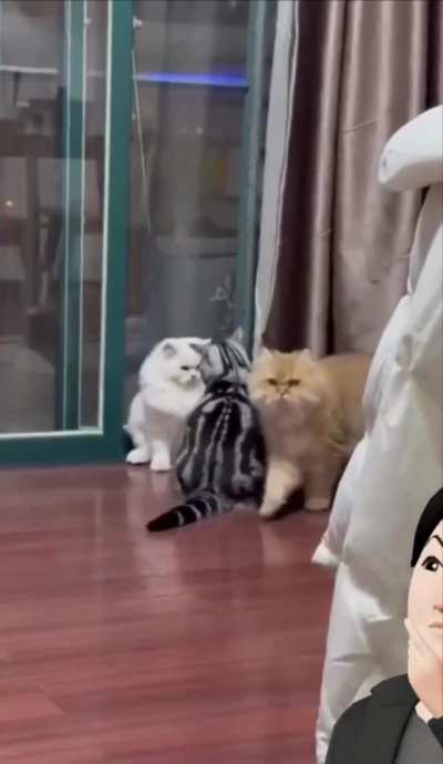 What did the ginger cat say?