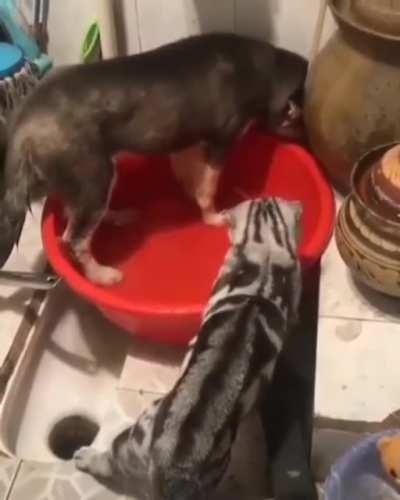 Stop! Stupid dog! You're not a cat!