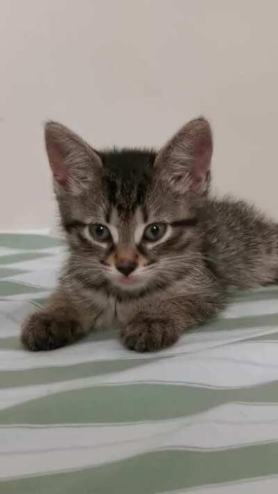 Meet my new babygirl, Clover 🍀 🥰