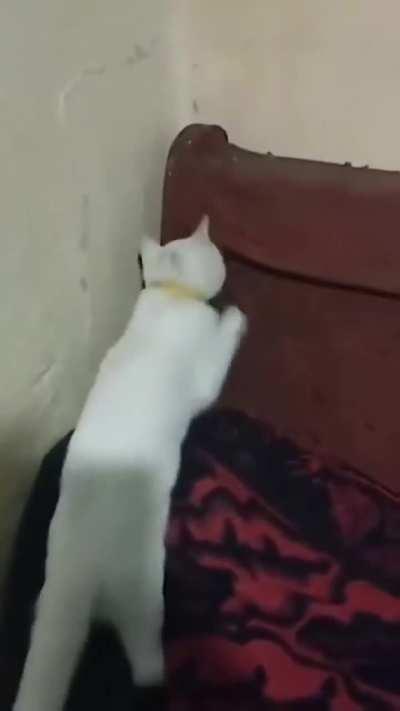 Cat searching for the mice