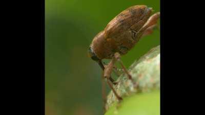 Drilling for acorns.