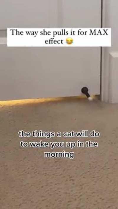 Best alarm ever 😹