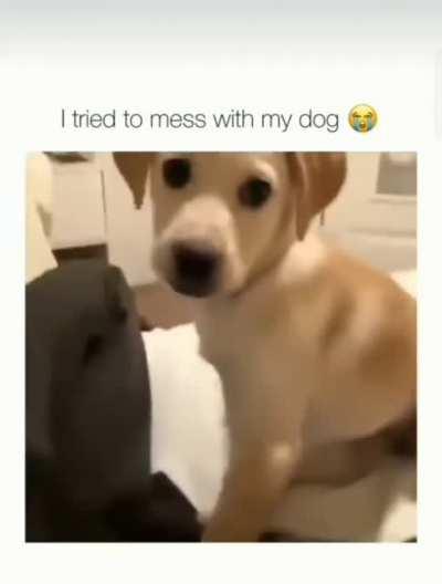 title kutta kha gya🗿