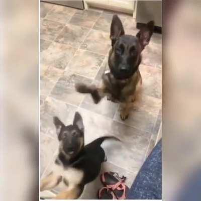 This dog teaching her puppy to sit is the best thing I saw today