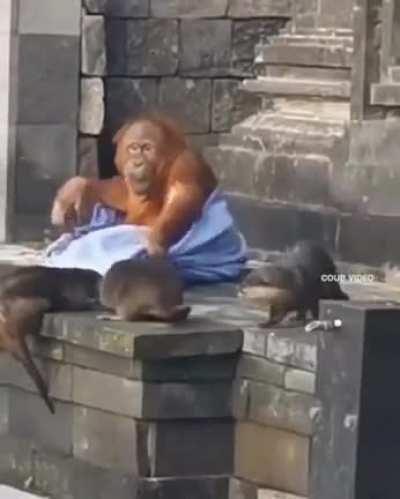 Otters messing with a homeless