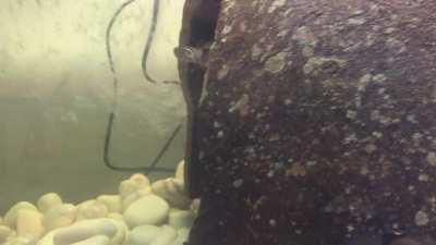 Finally got this little guy home. Thank you everyone for answering my questions. I’ll try my best to take good care of him.