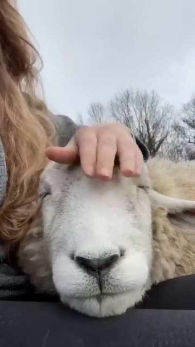 Schafe sind flauschig