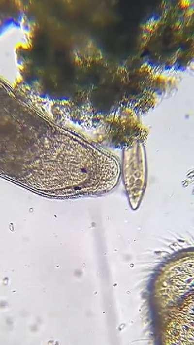 Gieysztoria Flatworm Hunting And Eating Paramecium!
