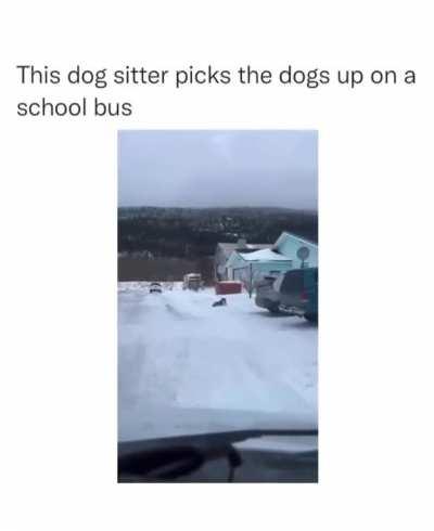 dog bus
