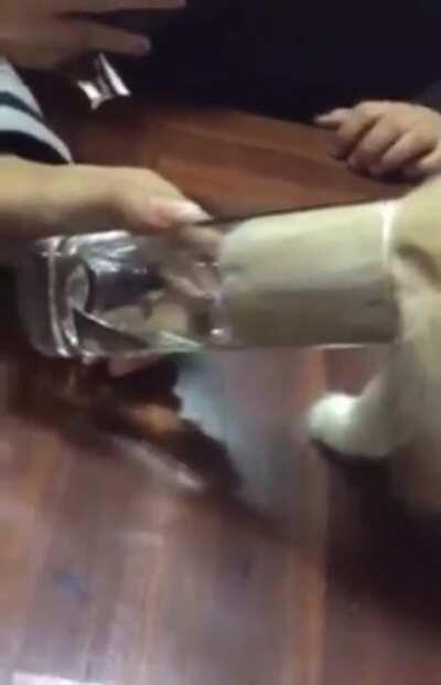 A cat trying to drink water from a glass...