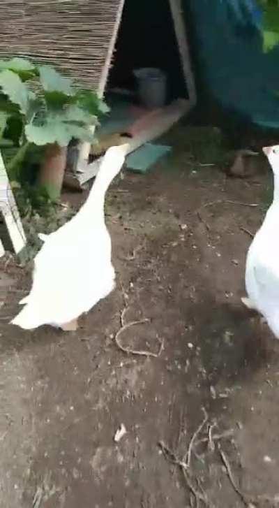 My Geese are as dumb as bricks, but i love them because of that. P.S.: They are not injured!