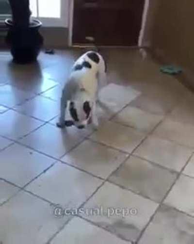 Abrupt chaos ensues…