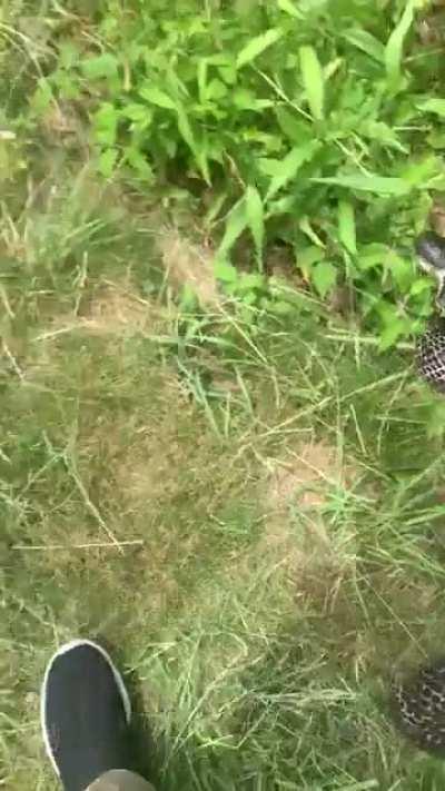 Almost got hit 2 times and before I took this video, someone passing by said to run it over. This is a completely harmless black rat snake.