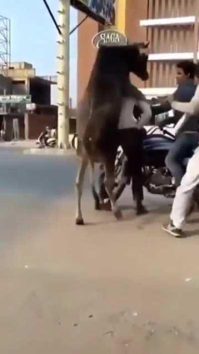 Just trying to mate mate