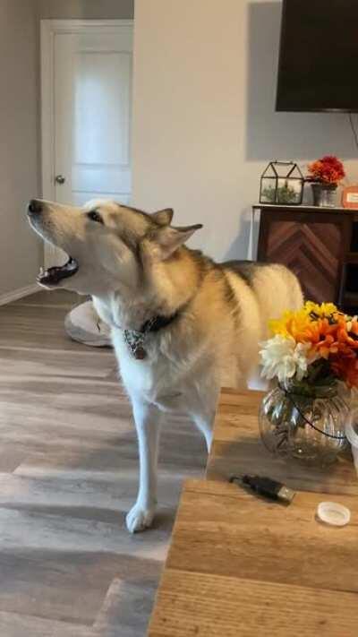 He screams like this every time his dad leaves the house, arrives, and when people ring the doorbell.