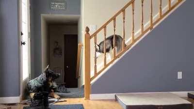 Husky and GSD argument, and the husky is losing