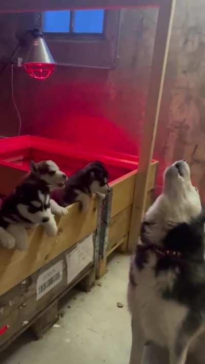 Huskies are so adorable 