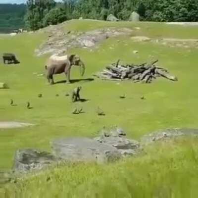 🔥 Baby elephant chases birds, falls and goes to mama crying