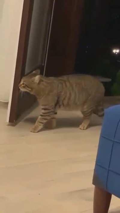 Just an casual evening stroll, until..