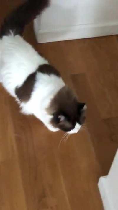 Mr. Moo giving me lots of cattitude