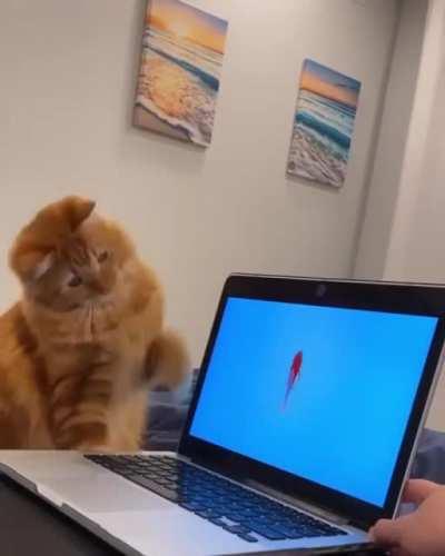 He went all in to kill that fish.