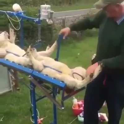 Sheep getting vaccinated