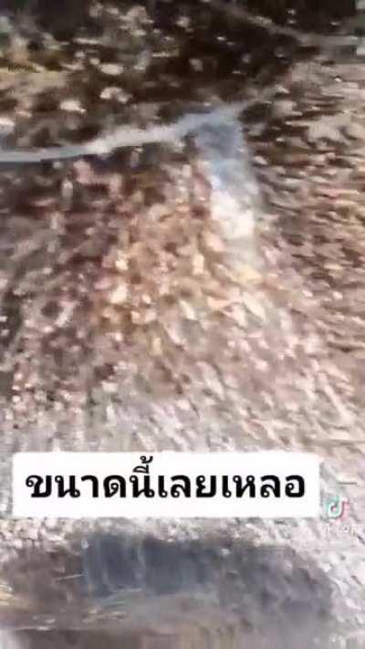 How to destroy an entire ecosystem in minutes