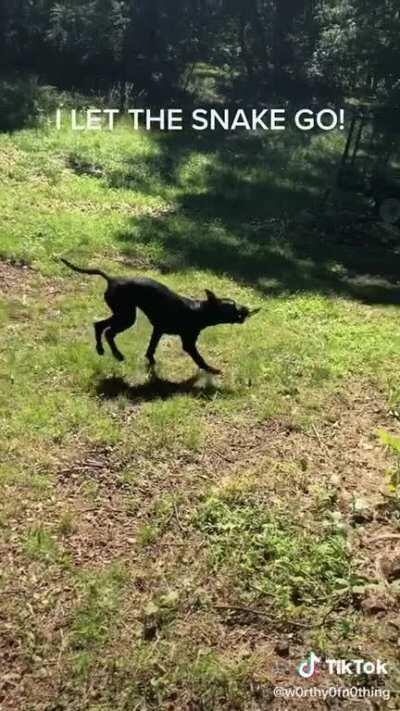 Just a harmless game of fetch