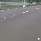 Valkoinen kenguru... Ahvenanmaalla.